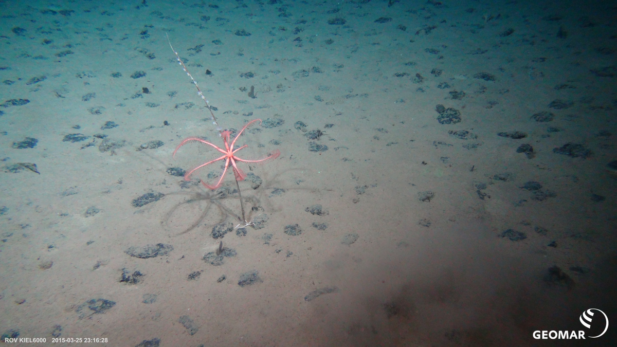 A Seat for the Sea > Projects > Recolonizing the Deepsea